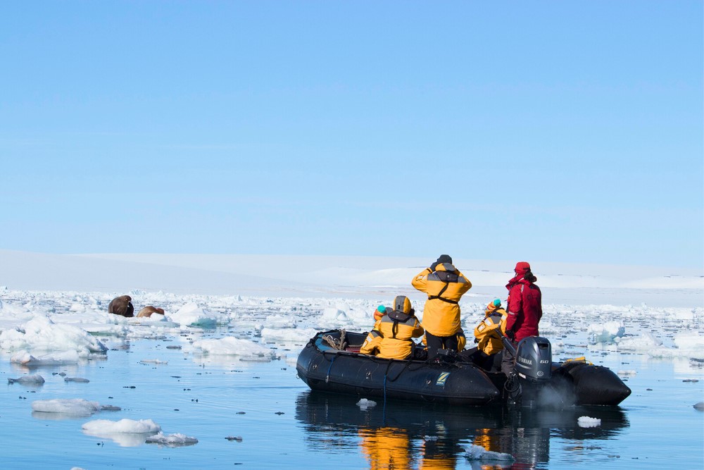 People walrus spotting in Nunavut, Canada.