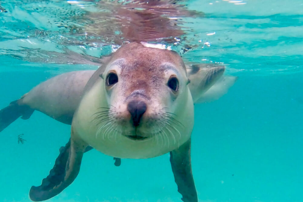 An Australian sea lion underwater at the Great Barrier Reef.