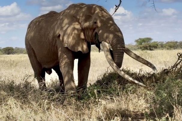 An elephant at Kimana Sanctuary in Kenya.