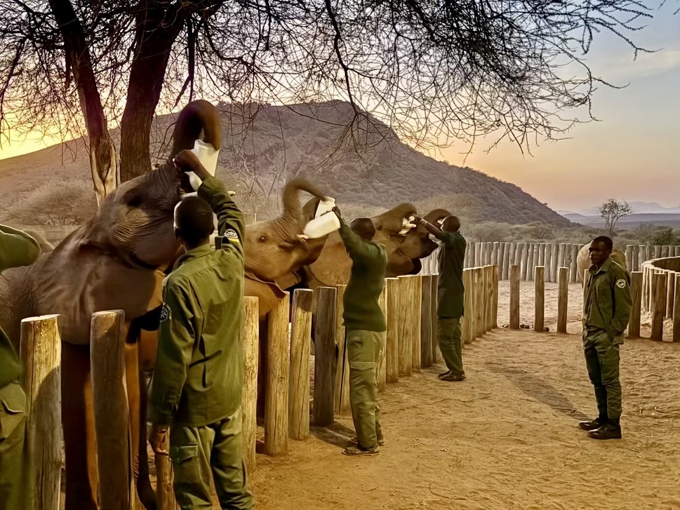 Locals feeding elephants at Reteti Wildlife Sanctuary in Kenya.