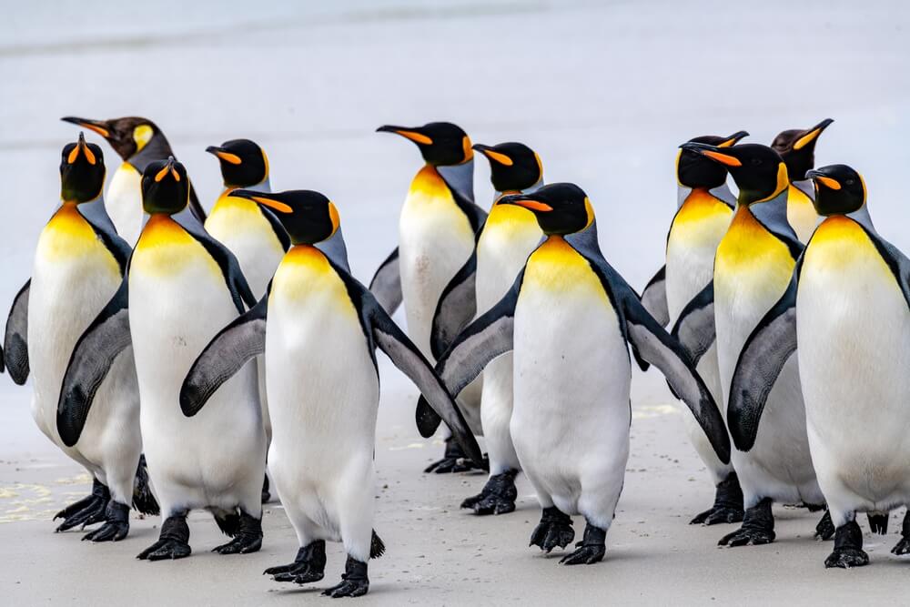 King penguins in Antarctica.