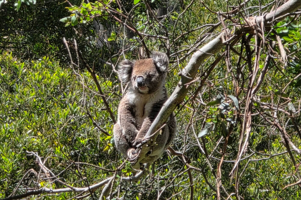 A koala near the Great Ocean Road in Australia.