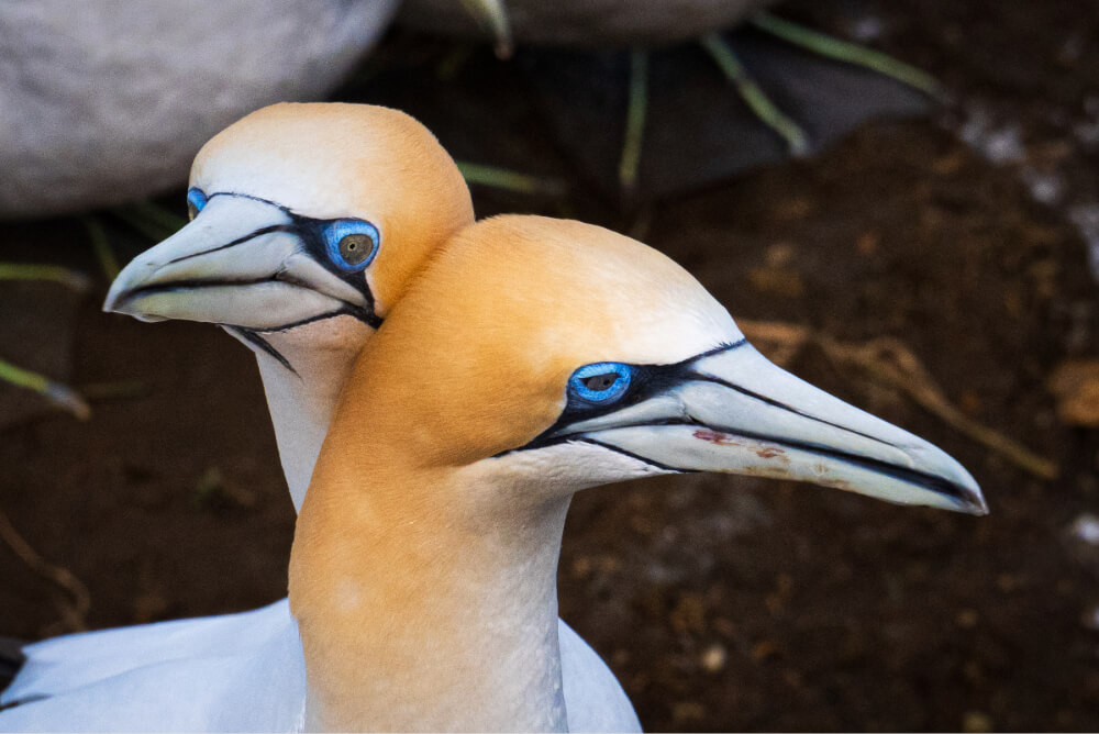 Two love birds at the Gannet colony in New Zealand.