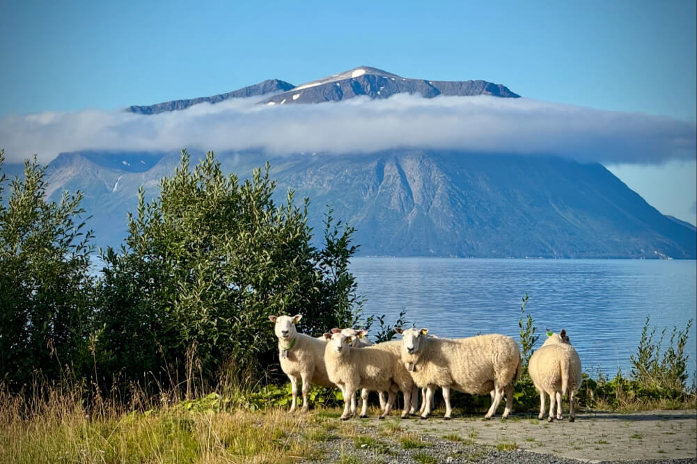 Group of sheep standing by a lakeside with the Lyngen Alps in the background.