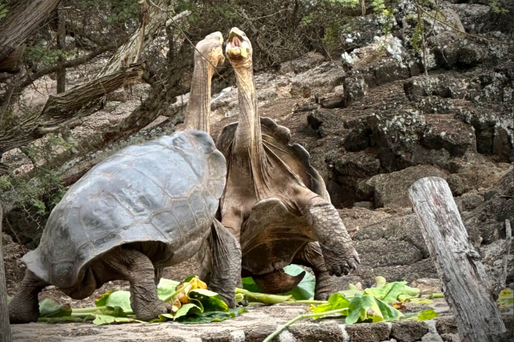 Turtles at the Darwin Research Station on Santa Cruz Island.