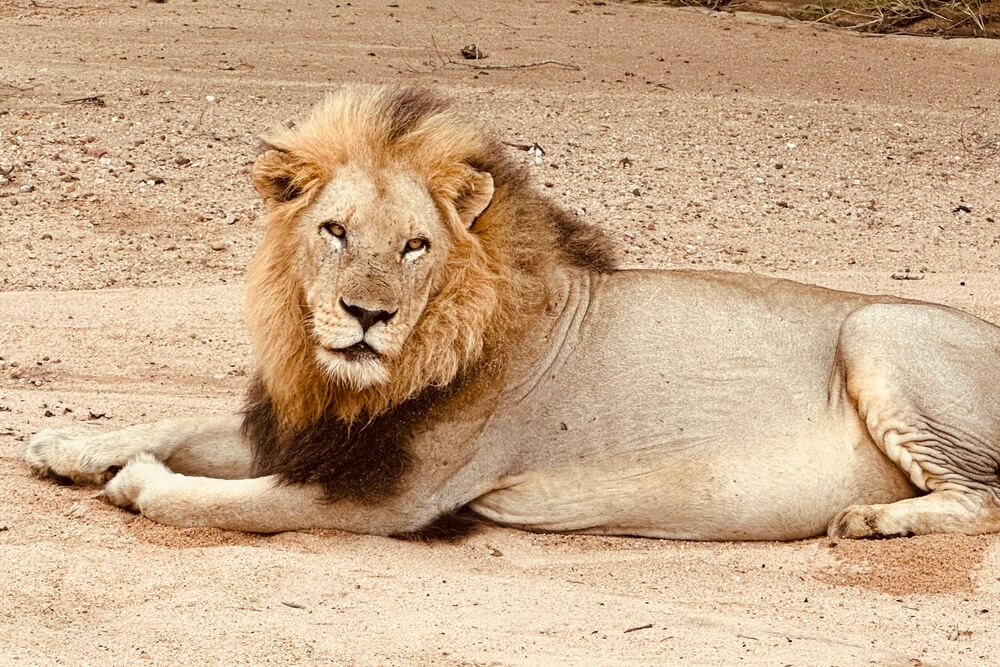 A lion sleeping in a dry riverbed in Bushbuckridge, South Africa.