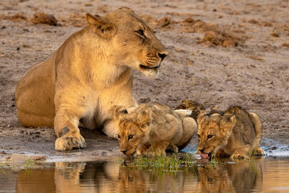 A lion and two cubs seen at Okavango Delta.