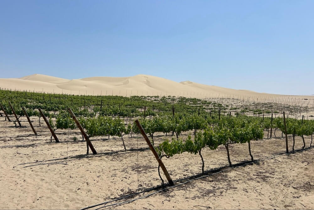Bodega Murga vineyard estate in the Pisco Valley, Peru.