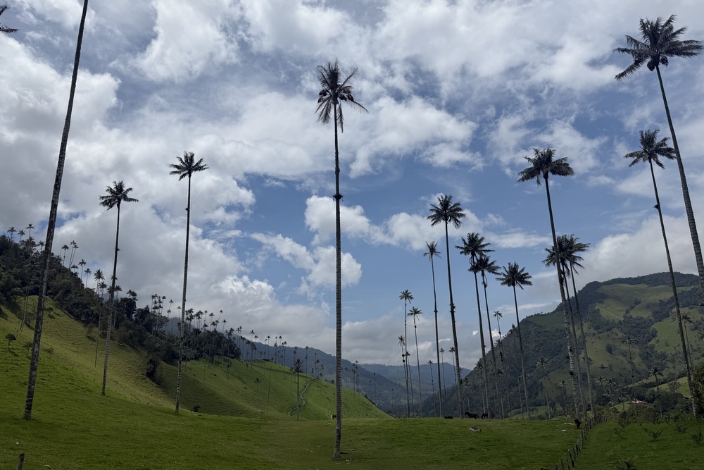 Cocora Valley in Colombia.