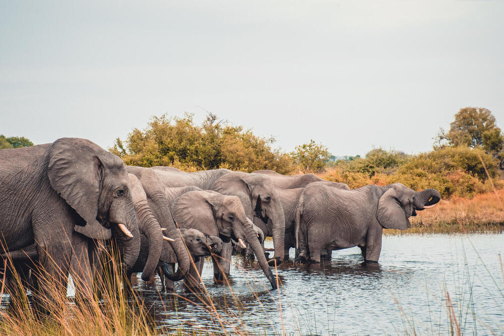 Elephants splashing water at a camp in Botswana.