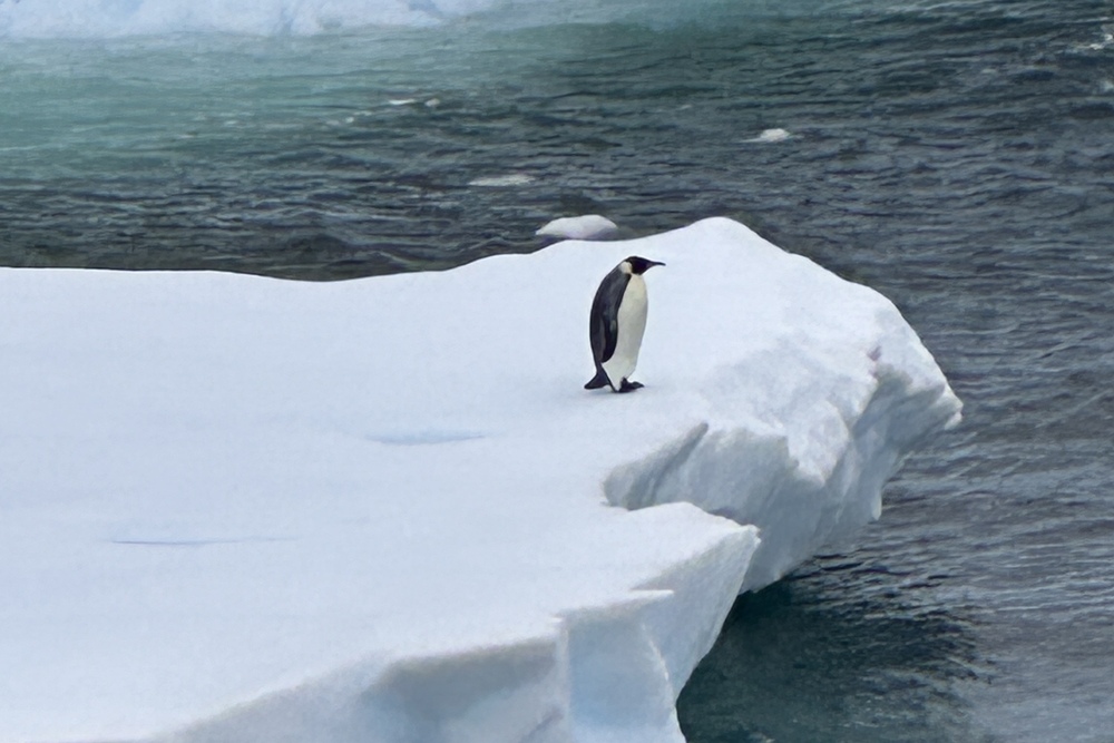 An Emperor Penguin in Antarctica.