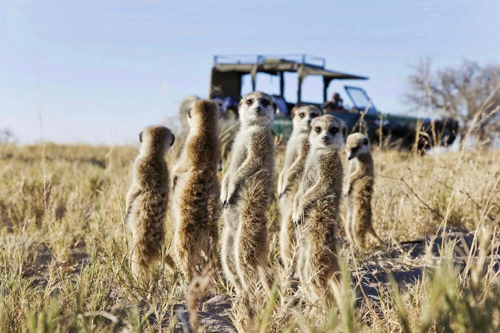 A group of meerkats in Botswana.