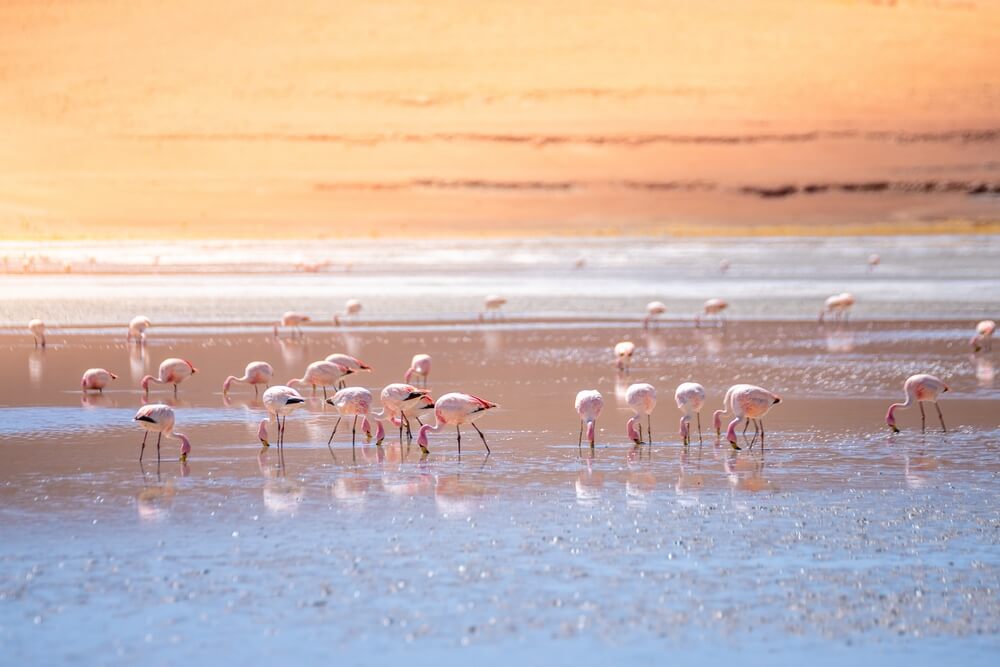 Wild flamingos at Eduardo Avaroa National Park in Bolivia.