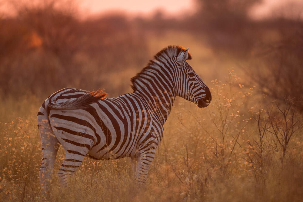 A zebra in Botswana.