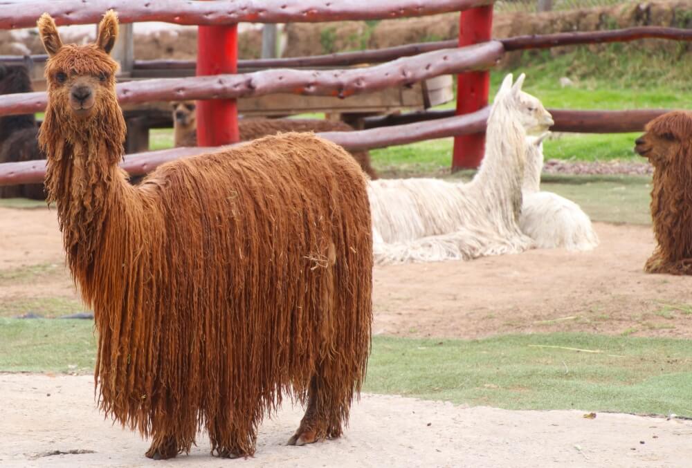Alpacas in rural Peru.