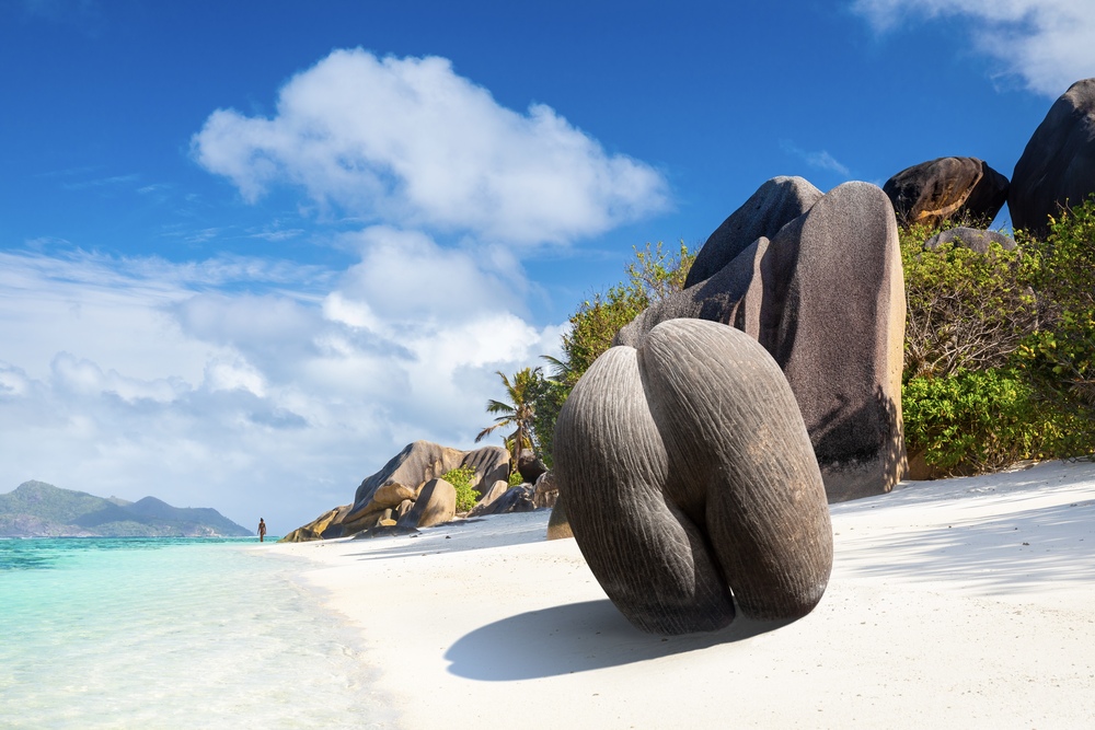 The Seychelles: An Isolated Palm Forest with Fascinating Flora and Fauna