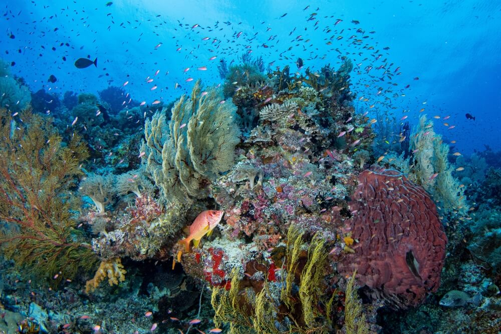 The Philippines: Scuba Dive the Vibrant Tubbataha Reefs