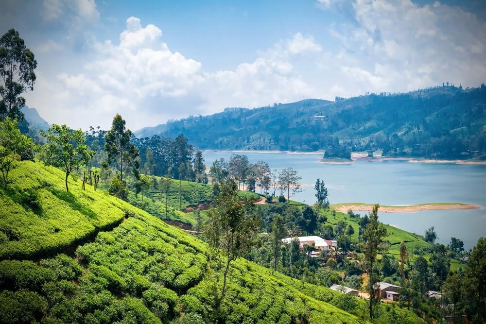 Drink in the Views From an 1800s Tea Estate in Sri Lanka