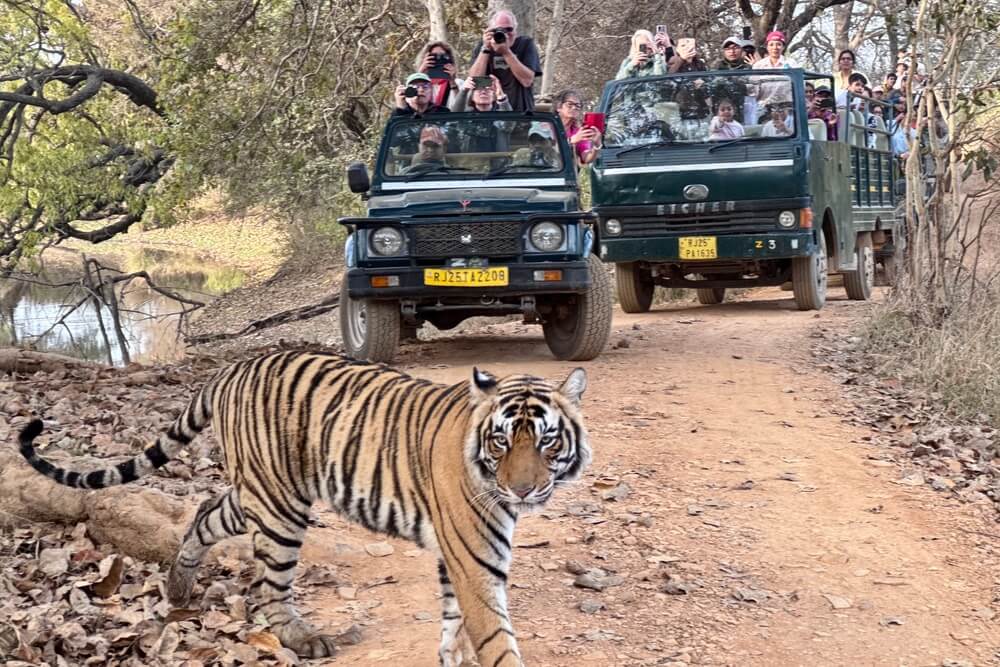Bengal tiger crossing a dirt road in India with safari jeeps nearby.