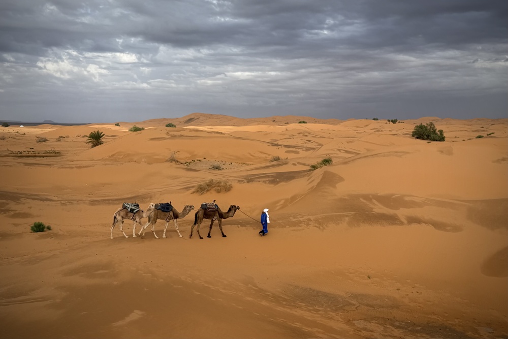 Camel caravan led by a person walking across the Sahara Desert, Morocco.