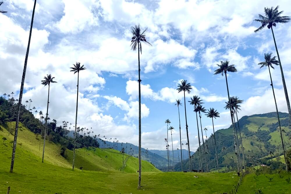 Cocora Valley in Colombia.