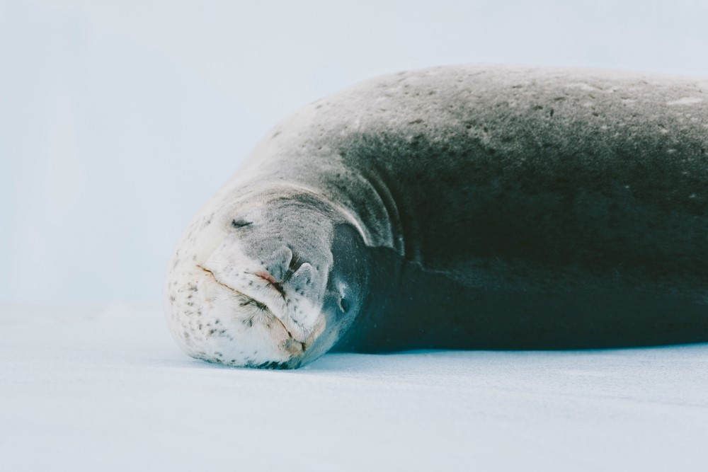 A leopard seal resting on ice in Antarctica.