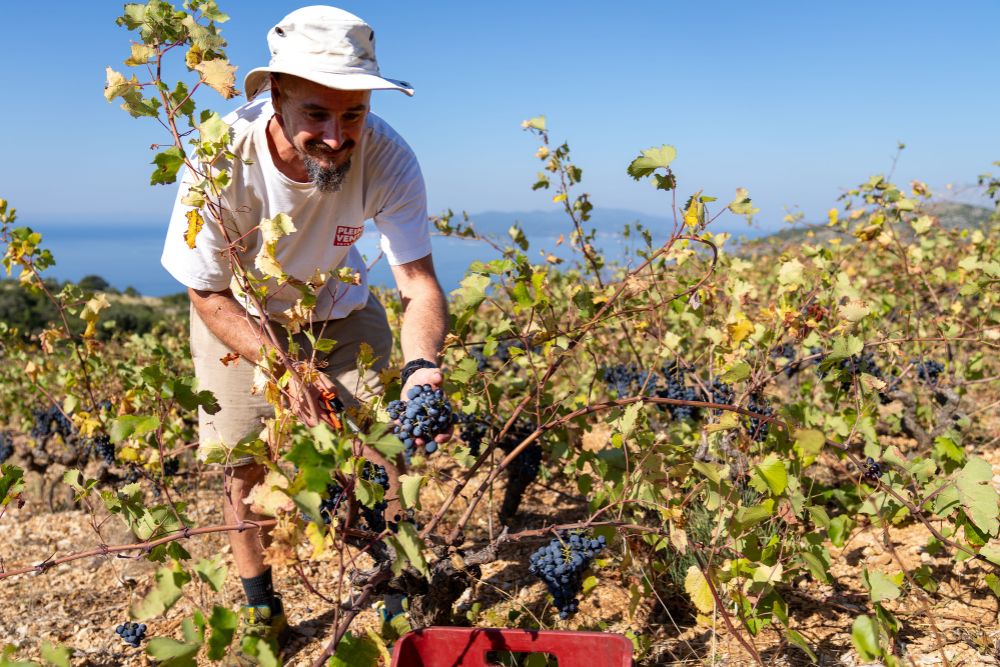 Local winemaker Mario Bartulovic harvesting grapes, Pelješac Peninsula, Croatia. 