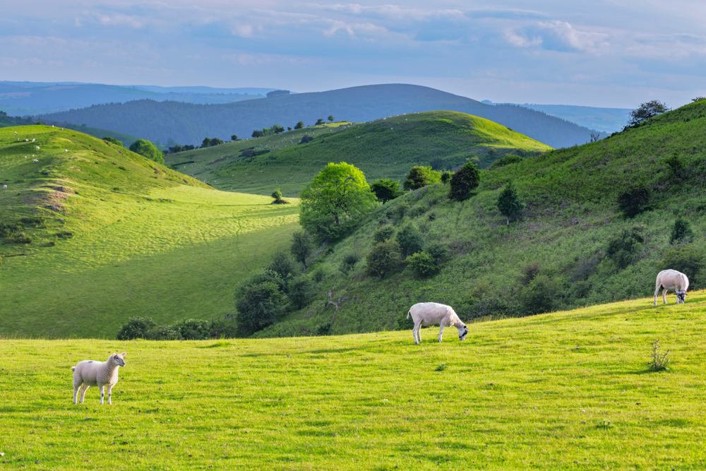 Grazing sheep on green fields in Shropshire, England.