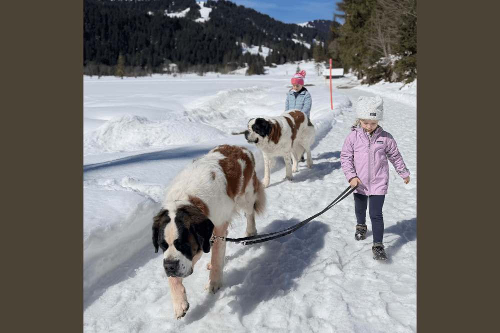 Kids strolling through Swiss Alps with St. Bernard dogs.