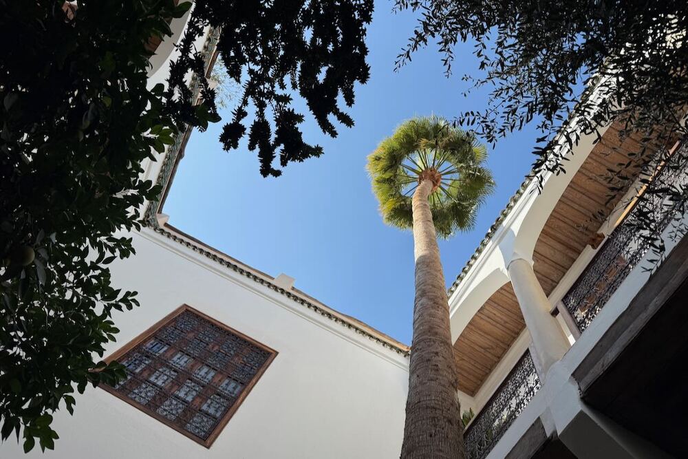 Palm tree in the courtyard at Riad l'Orangeraie in Marrakech, Morocco.