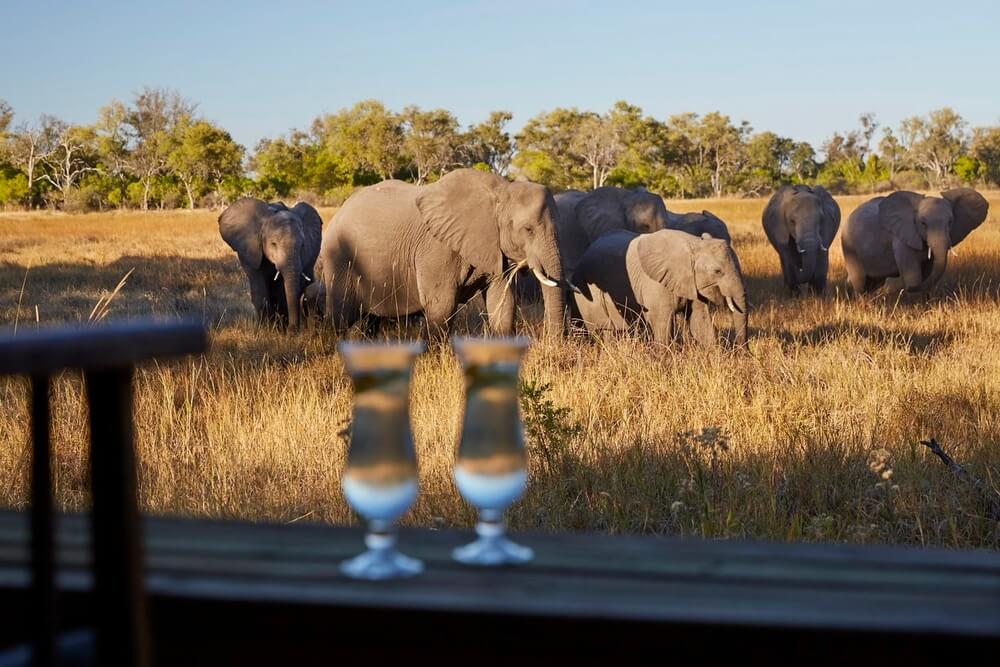 Elephants near a safari lodge in Botswana with drinks in the foreground.