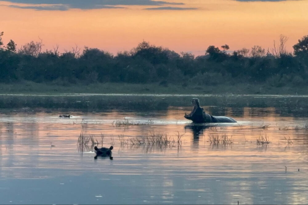 Hippos in the water at sunset in Botswana.
