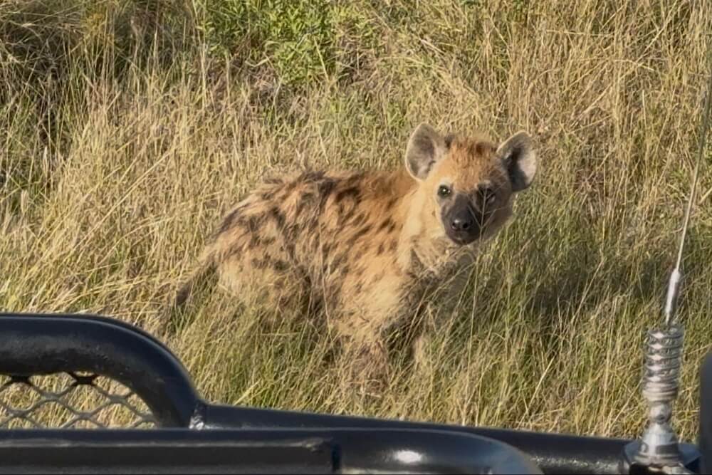 Spotted hyena standing in tall grass during a safari in Botswana.