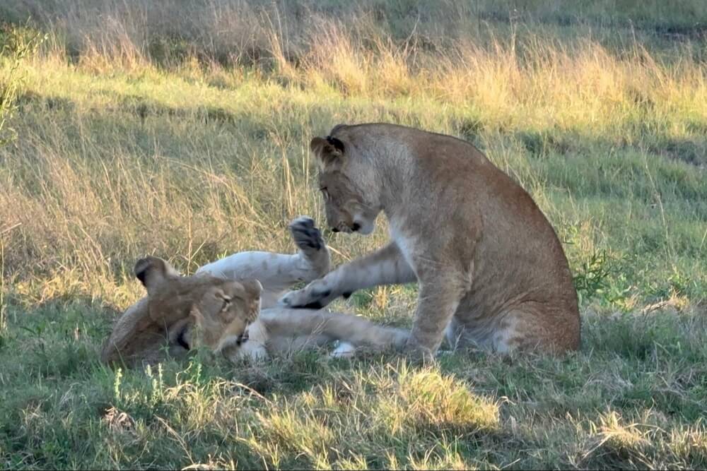 Two lions playing in the grass in Botswana.