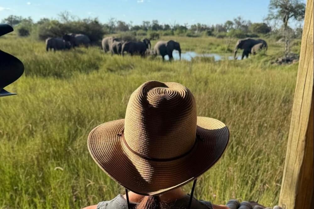Nichole Bernier viewing elephants from a safari lodge in Botswana.