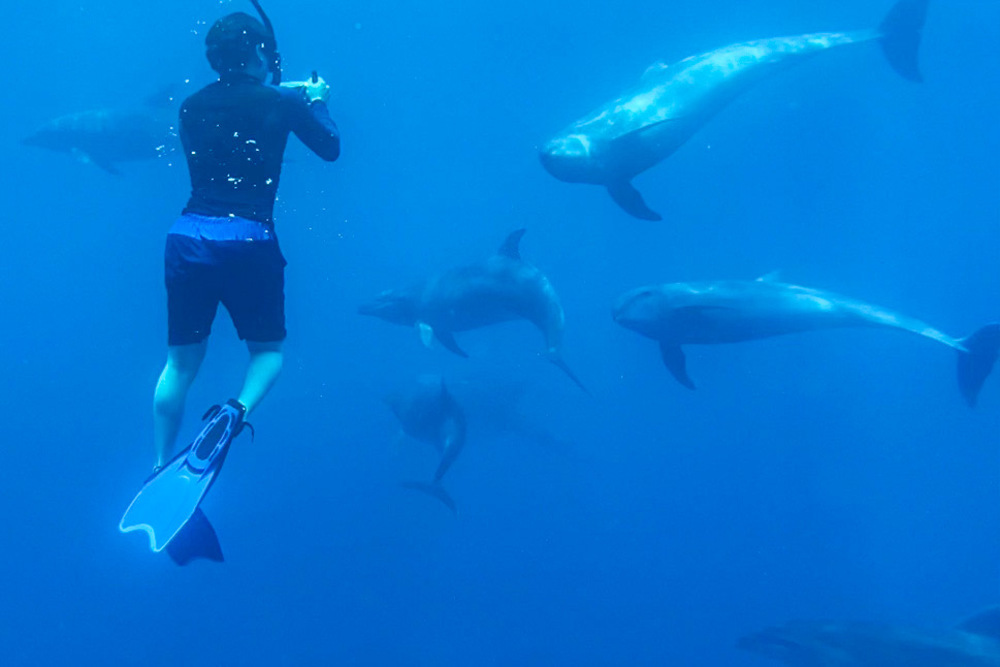 A boy swimming underwater with dolphins in Ecuador.