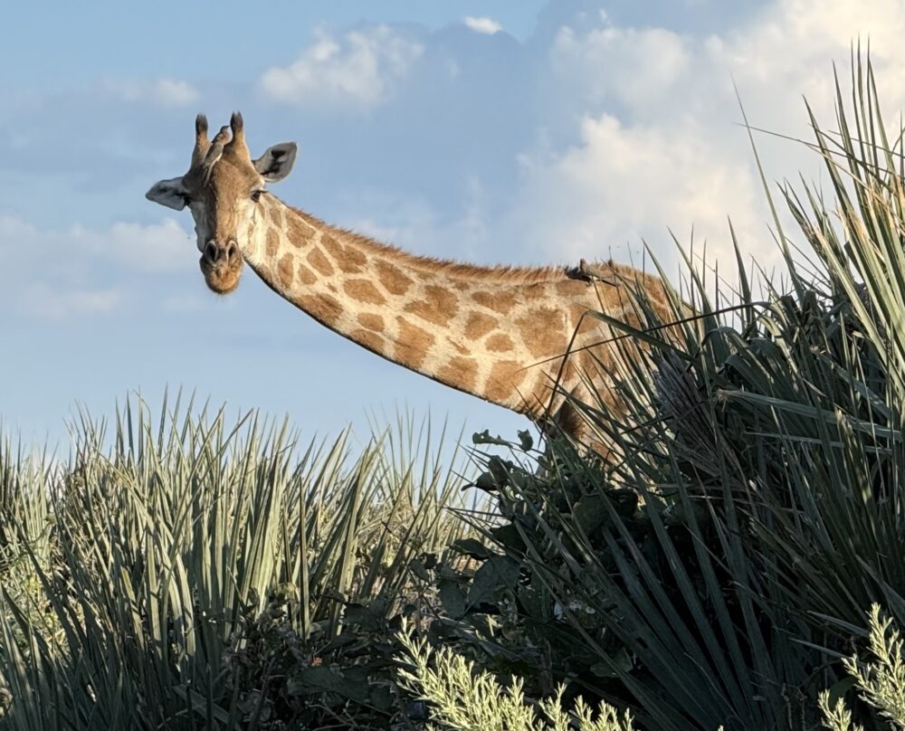 Giraffe in Okavango Delta, Botswana. CR: Nichole Bernier