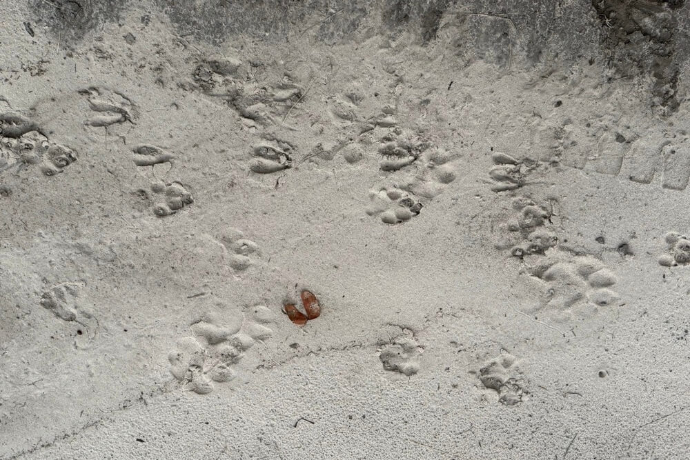 Paw prints on sand in Botswana.
